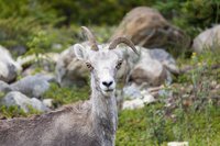 Steenschaap